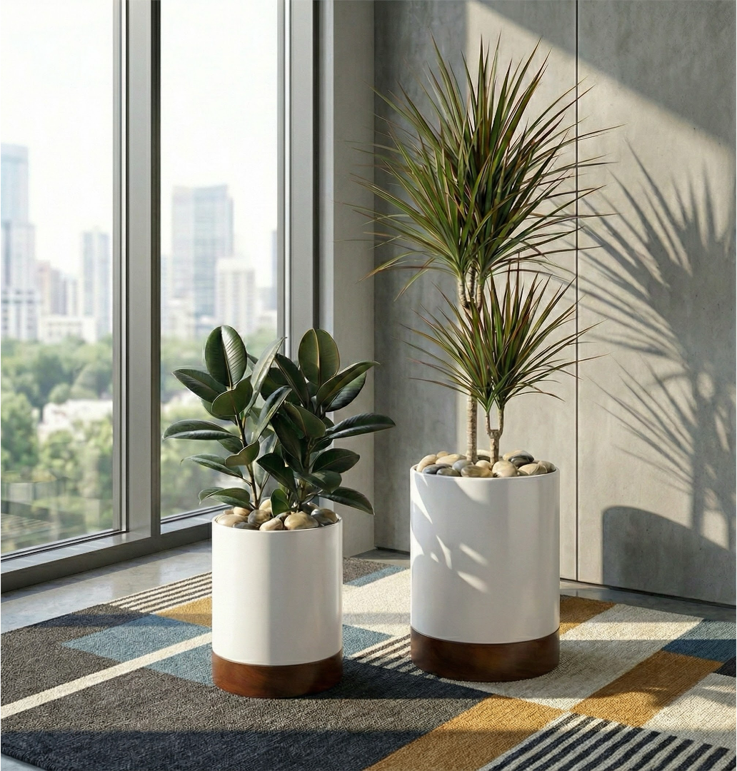 spider plant large Chlorophytum comosum 'Reverse Variegated Spider Plant' – Snakeroot  Botanicals
