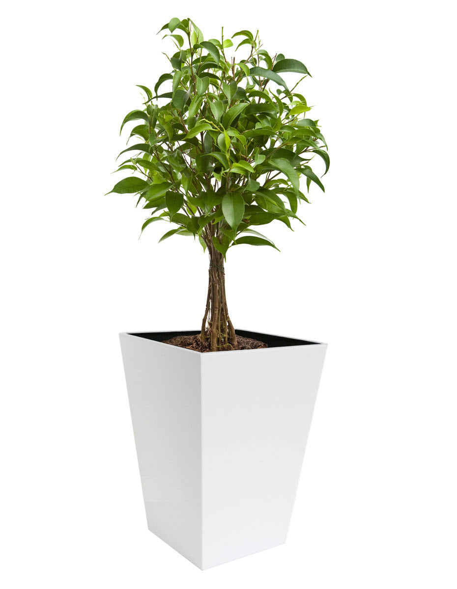 large statement plant pots Madeira Conica Planter - Large