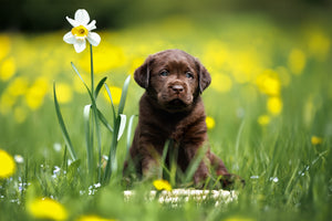 cute lab puppy with a daffodil flower. spring sale nmn designs