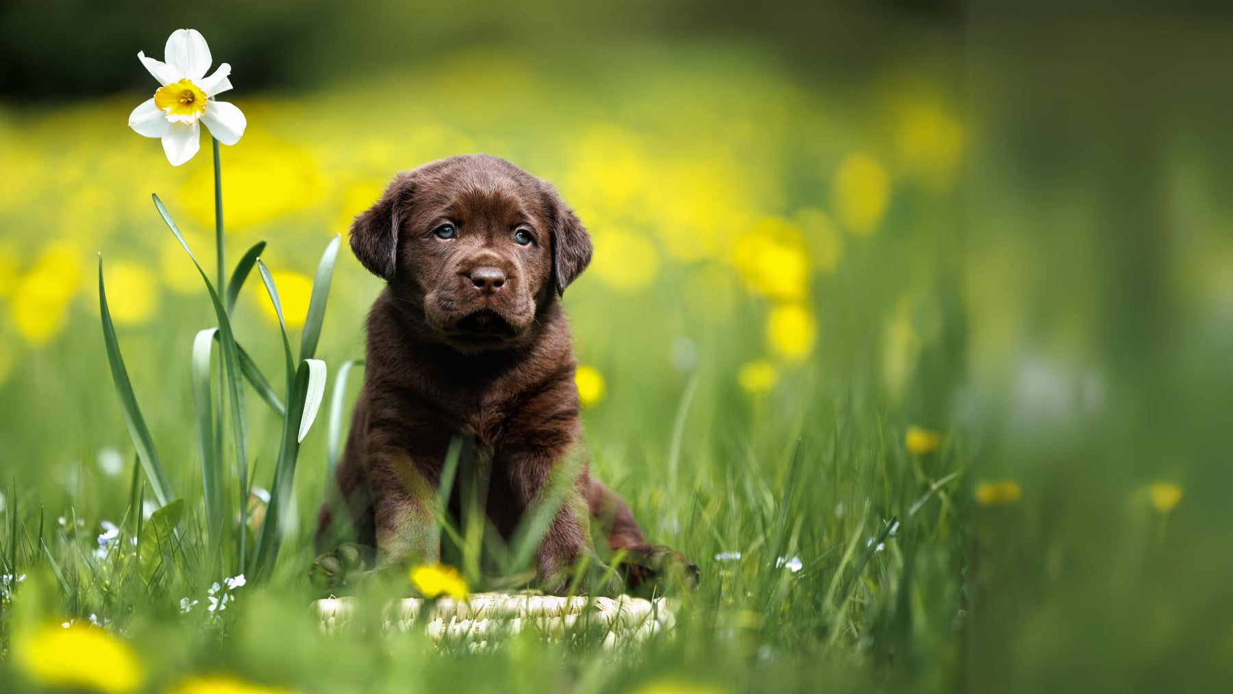 nmn designs early spring sale lab puppy and daffodil spring 25