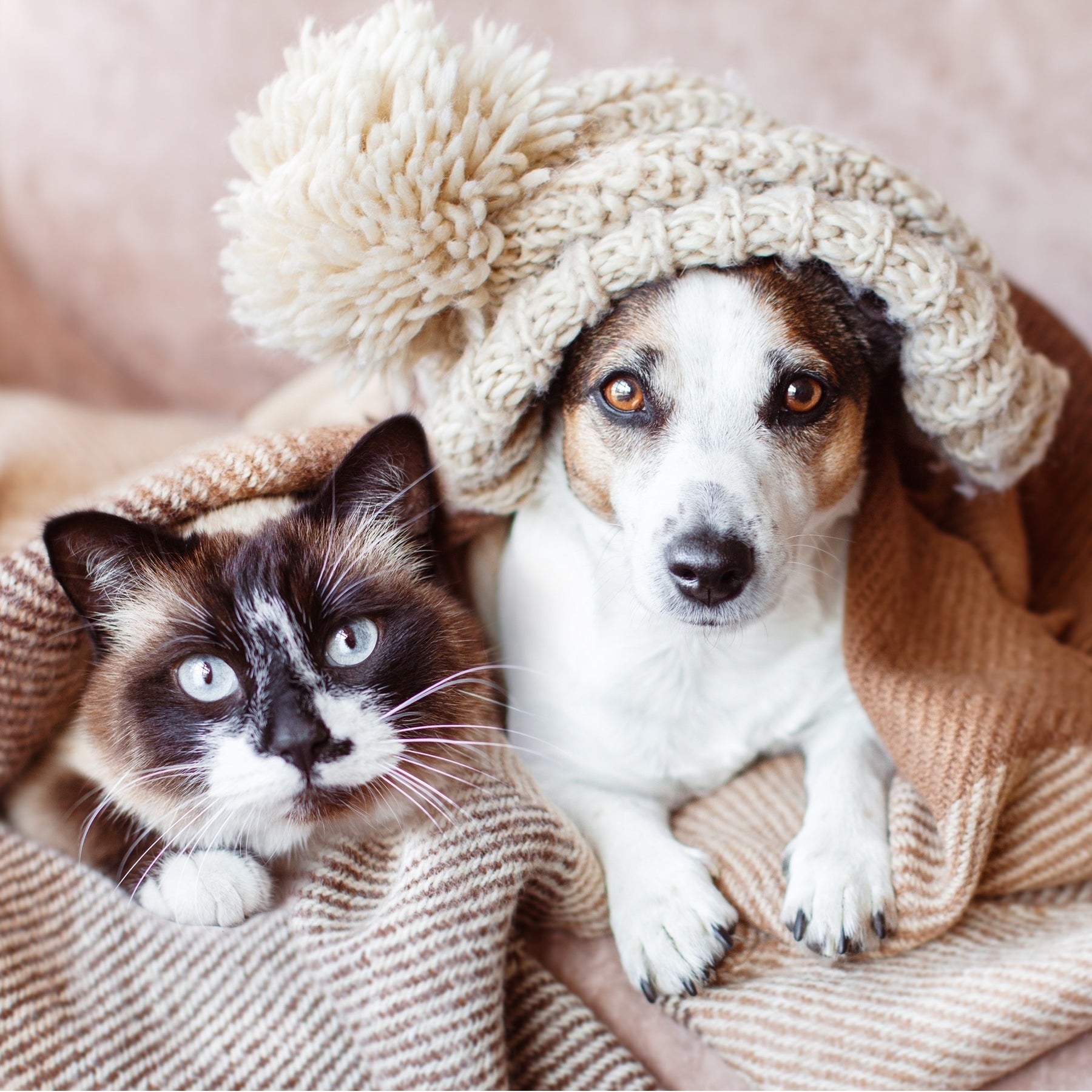 NMN Designs Holiday Sale 2024 Cat and Dog