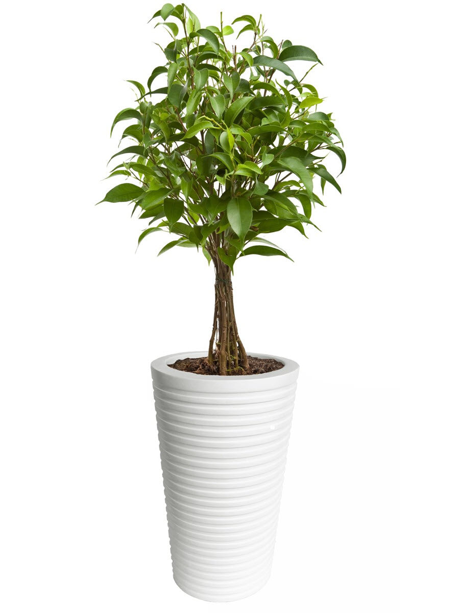 indoor plant pots b&q Sunscape Carmen Fiberglass Planter, White
